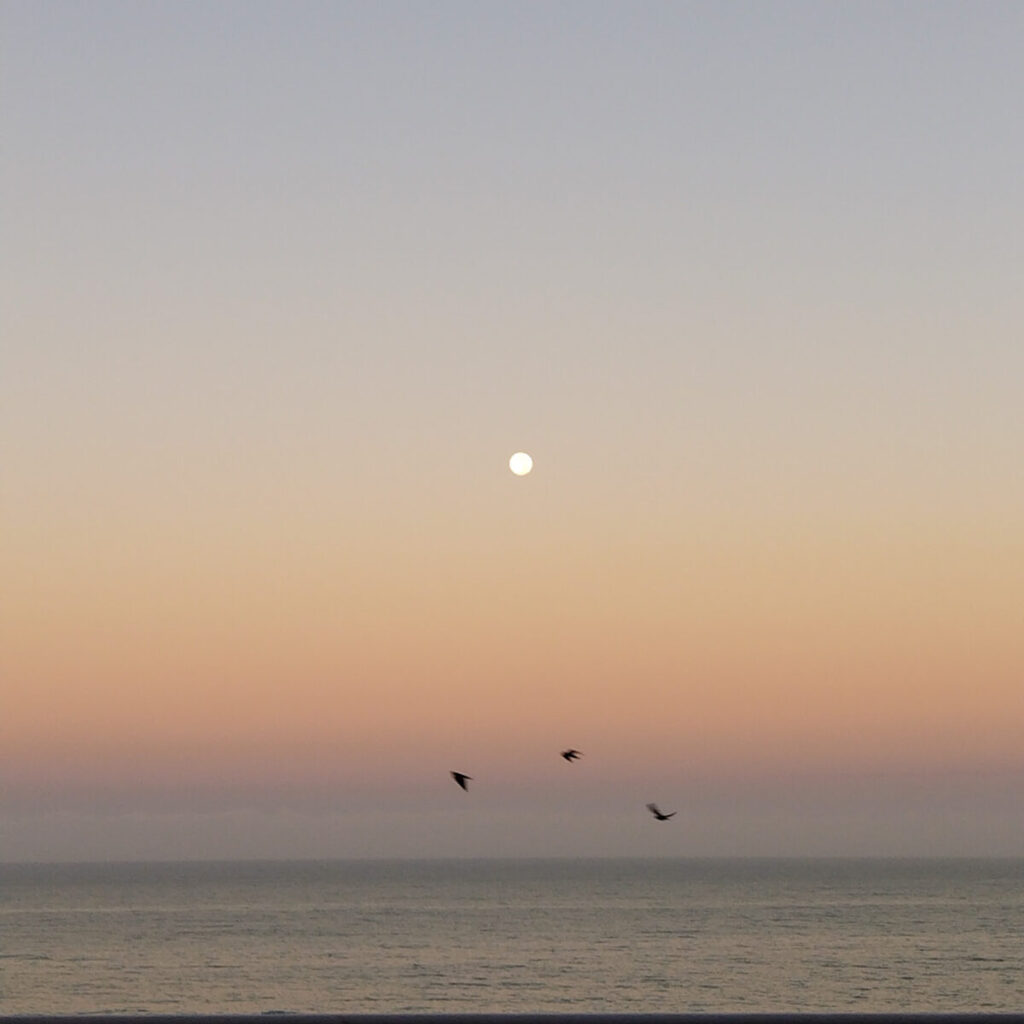 Three birds are crossing across the ocean in front of a full-moon at the early hours of morning.