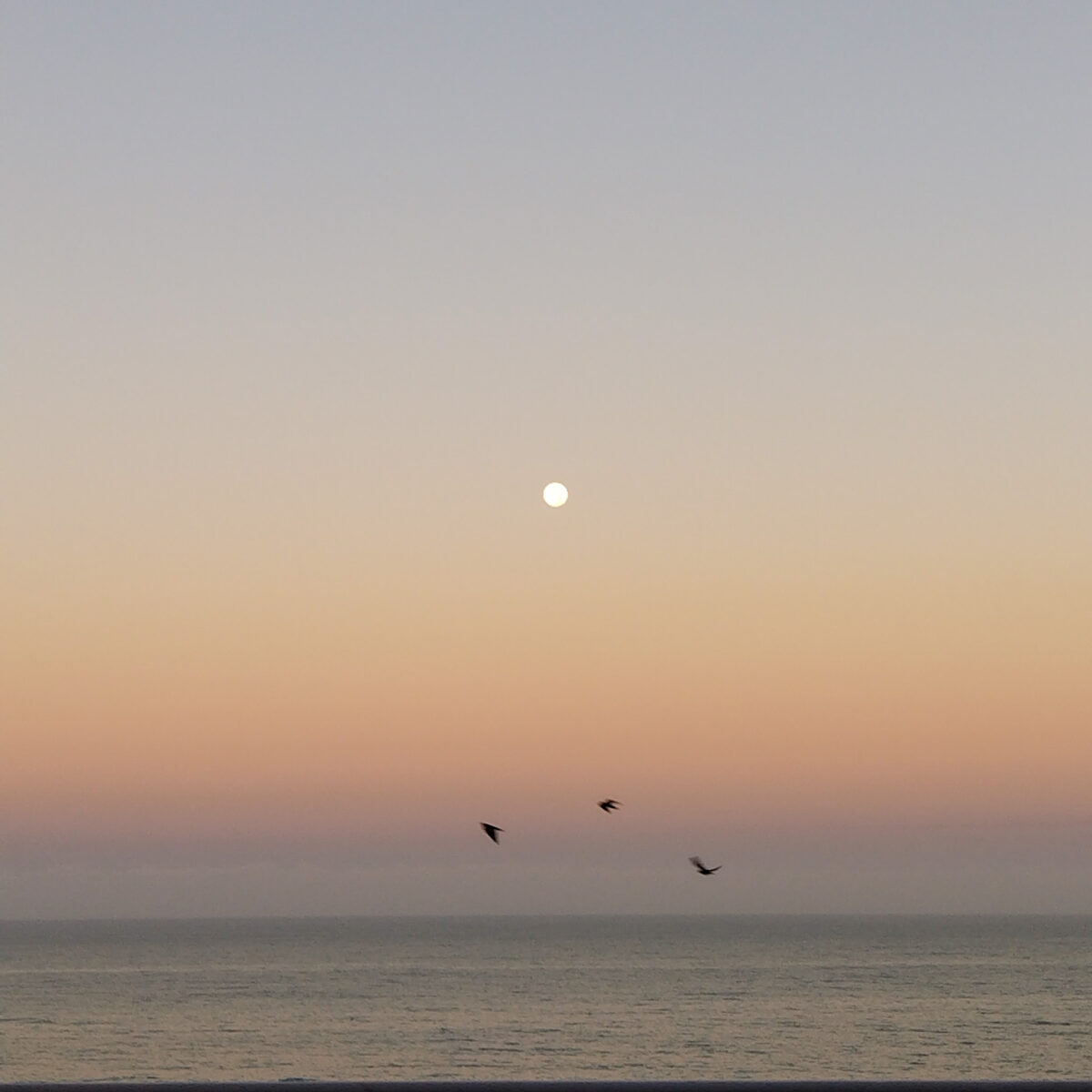 Three birds are crossing across the ocean in front of a full-moon at the early hours of morning.