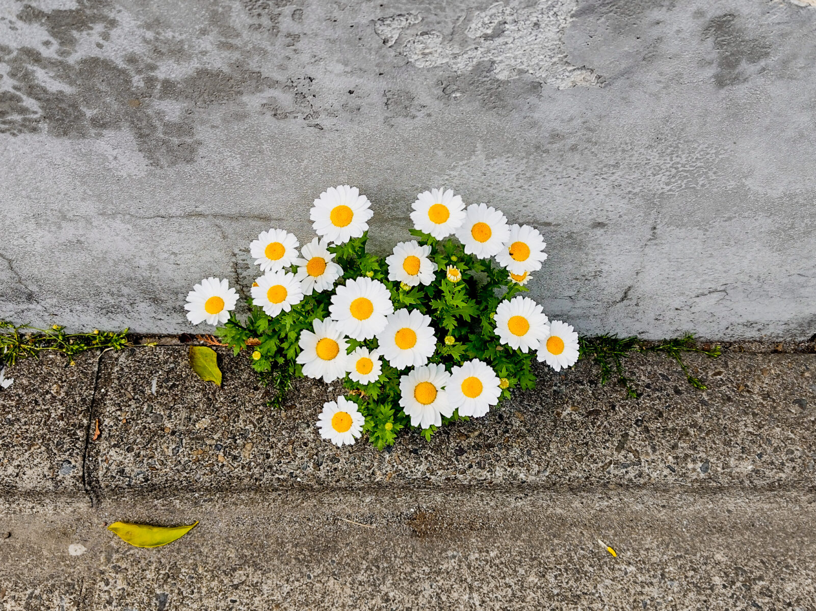 Flowers on the side of a pavement