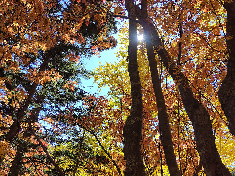 Autumn forest