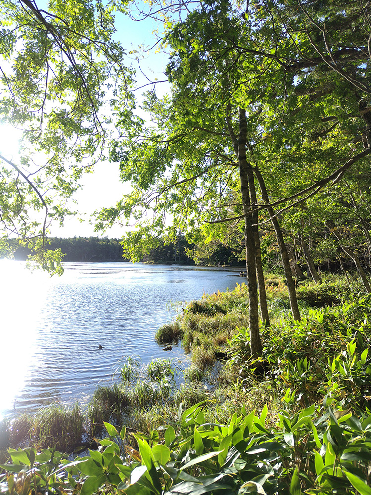 Sunny afternoon by the lake.